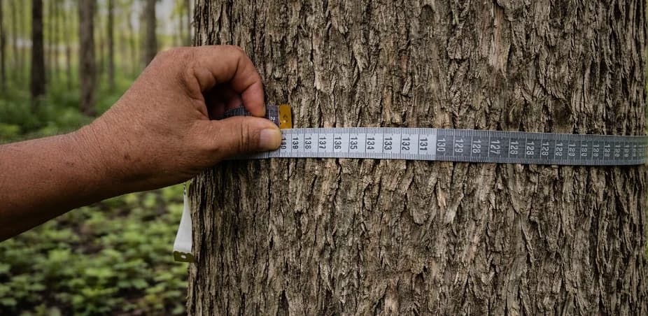Measuring the trunk of a mature teak tree with a tape measure