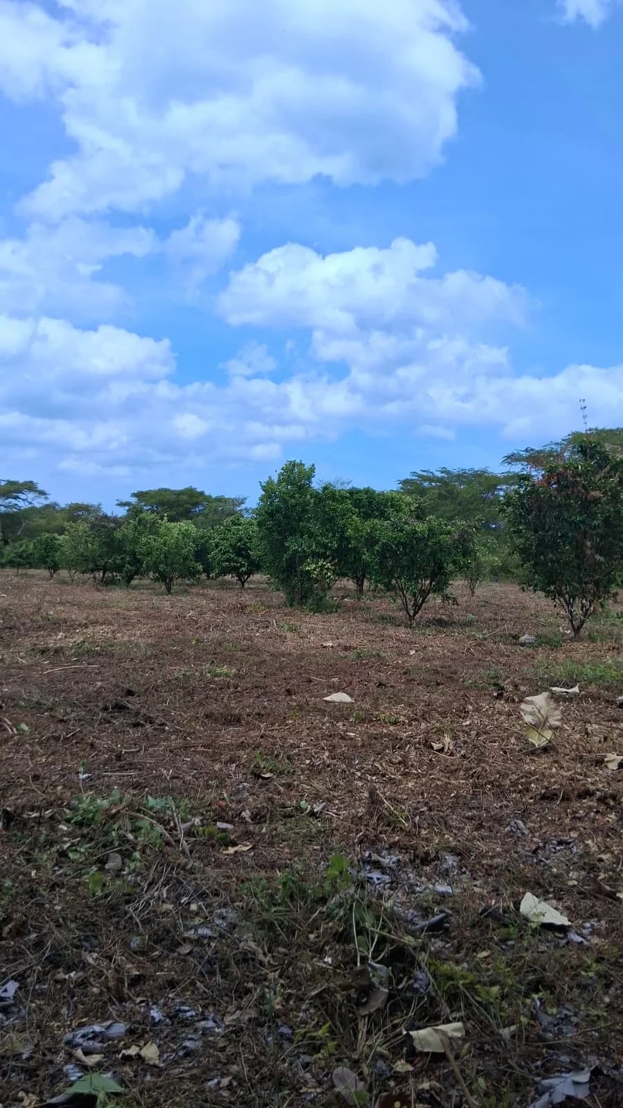 Rows of young fruit trees on newly cleared ground